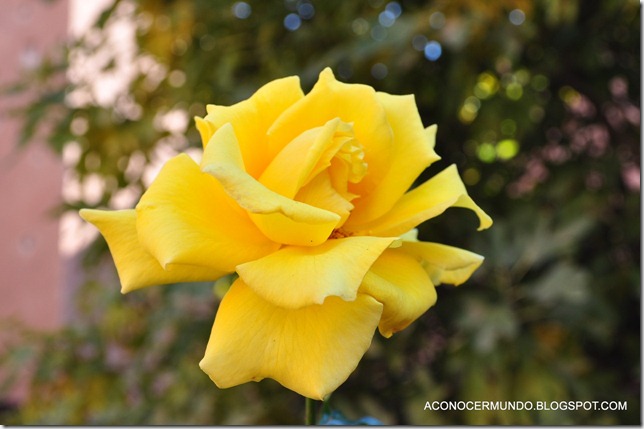 Detalles. Rosa amarilla en tumbas saadies - DSC_0111