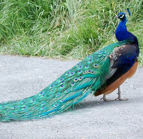 [aviary102.jpg]