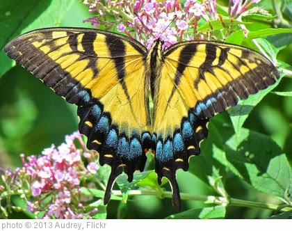'Eastern Tiger Swallowtail Butterfly' photo (c) 2013, Audrey - license: https://creativecommons.org/licenses/by/2.0/
