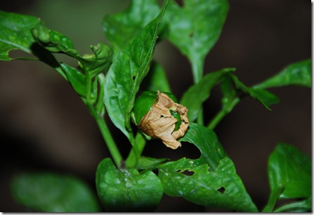 DSC_0143 DSC_0143