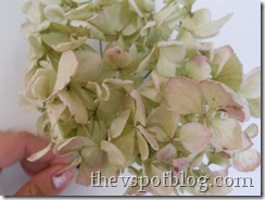 dried hydrangea, drying flowers