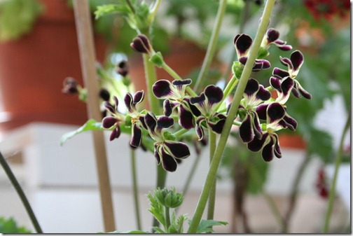 hybrid P. x glauciifolium hybrid P. x glauciifolium