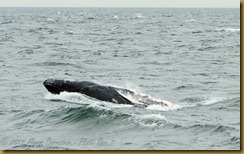Whale Watch  _ROT3982   NIKON D3S June 02, 2011