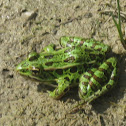 Northern Leopard Frog