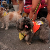 Pet Express Doggie Run 2012 Philippines. Jpg (19).JPG