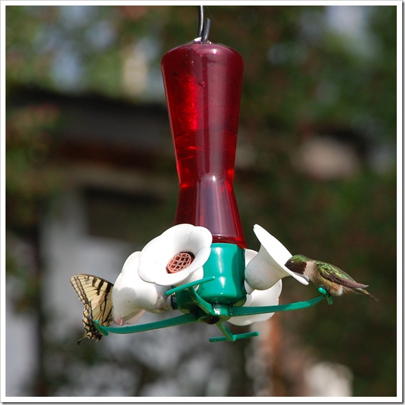 Hummingbird 1