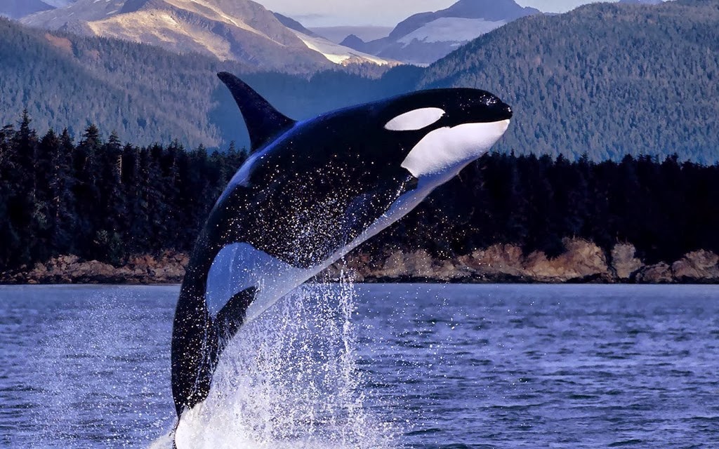 [Orca-Killer-Whale-Jumping-Out-Of-Water-HD-Wallpaper%255B4%255D.jpg]