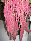 Amaranth.