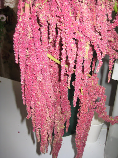 Amaranth.