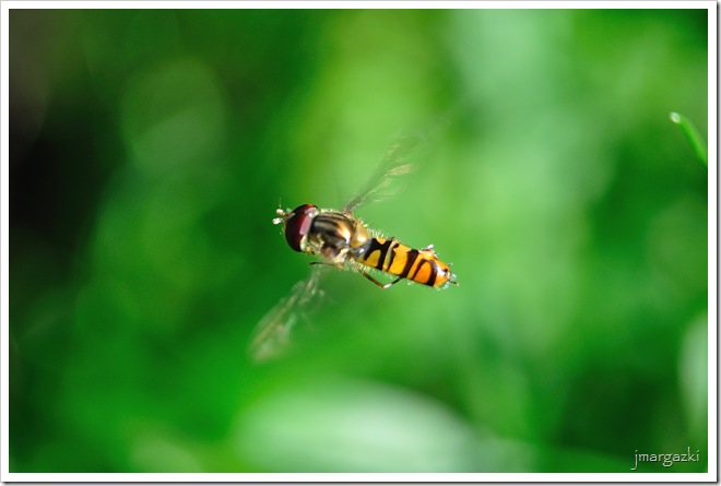 DSC_0409 DSC_0409