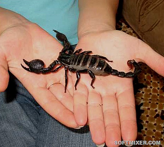 scorpio scorpio