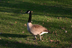 Campus geese, worse than undergrads