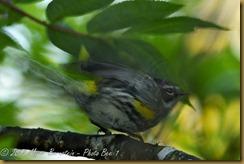 Yellow Rumped-Warbler -blur