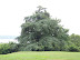 Mt. Vernon In August