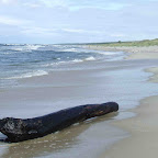 W drodze na Piaski...fale były tak duże, że zalewały połowę plaży.