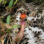 Pitcher plant