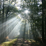 La forêt photoBOURGON 3 173.jpg