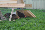  Chicken Gallery