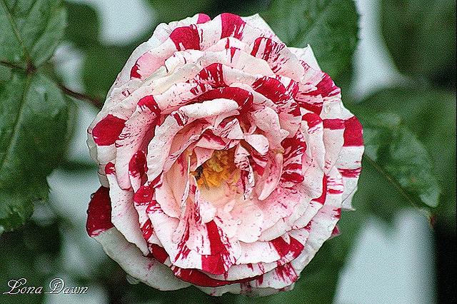 [Rose_Scentimental_Blooms2%255B8%255D.jpg]