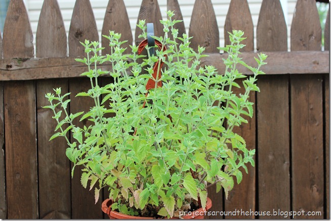 catnip catnip
