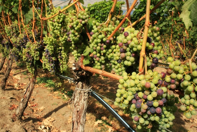 grapes grapes