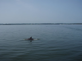 Dolphins wishing us well on our departure...
