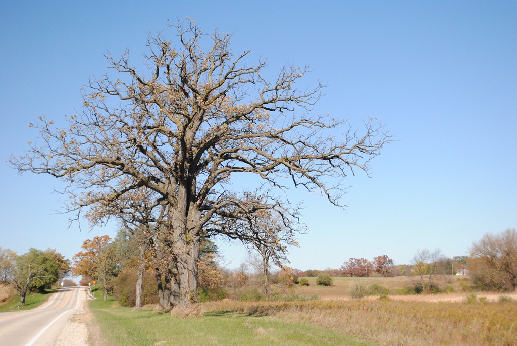 [HuntClubTree2%255B5%255D.jpg]