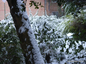 nieve_tronco.jpg