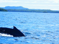 vavau whale watching 063