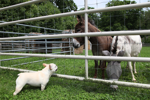 Sharkey, I know you two are very proud of your breed, as you should be, but the fact remains that donkeys can run faster than most dogs.