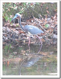 Florida vacation at condo Little blue heron 5