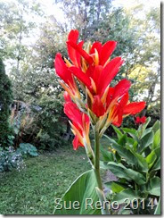 Sue Reno, Canna Lily Flower