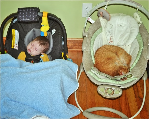 sharing a nap sharing a nap