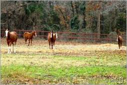 Ponies 1 02 Ponies 1 02