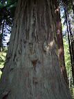 california_sequoia