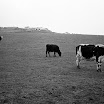 Bovine Bash, approx 1979 (4).jpg