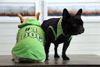 PetSmart Spring Fashions