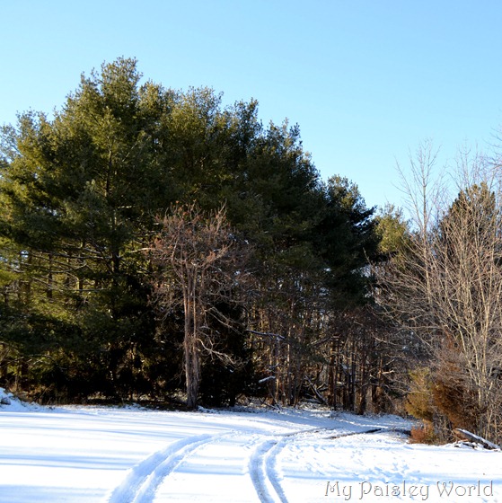 DSC_0978snow