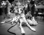 Go Dog Go!