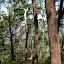 Eucalyptus trees on the way down
