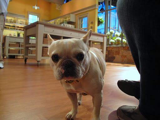 If you're wondering what it's like seeing things from my perspective.....feet, feet, and more feet!