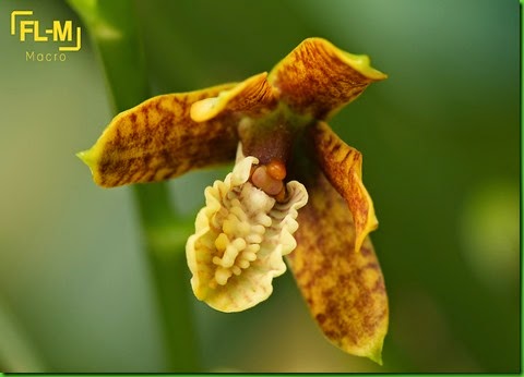 OR Prosthechea livida