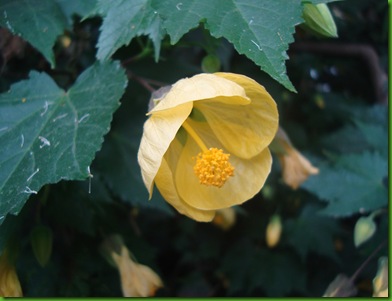 Abutilon, Yellow (3)