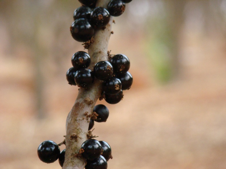 jabuticaba-7