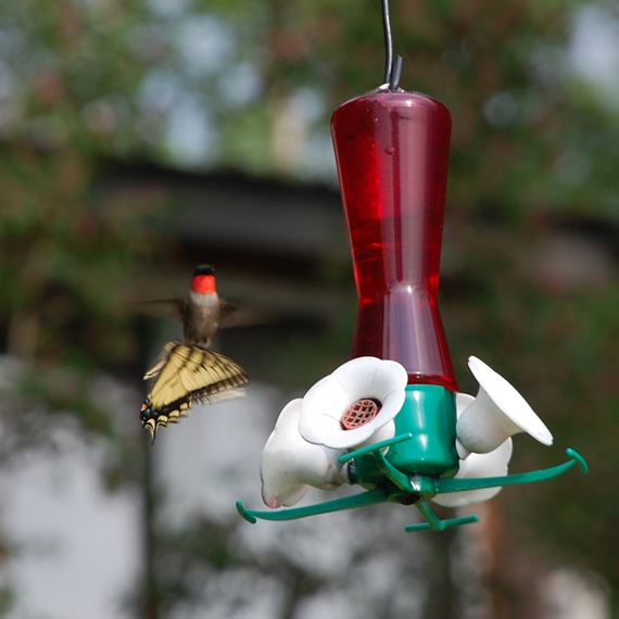 [Hummingbird%25205%255B2%255D.jpg]