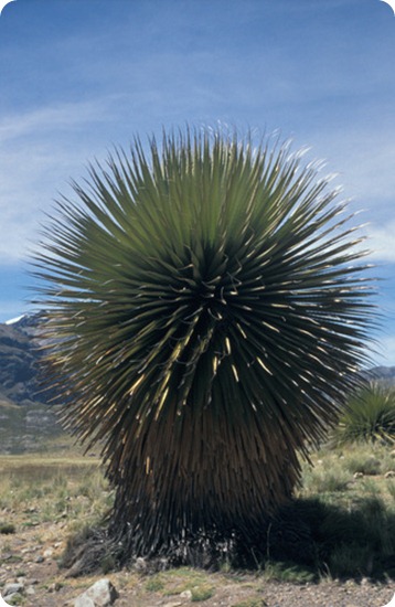 puya9 puya9
