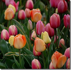 tulips22