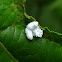 Mealybug Destroyer