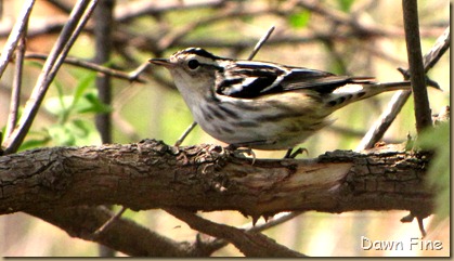 Black and white warbler (3)