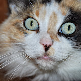 gatti